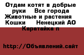 Отдам котят в добрые руки. - Все города Животные и растения » Кошки   . Ненецкий АО,Каратайка п.
